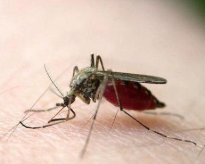 蚊子喜欢咬什么人 夏日如何科学防蚊