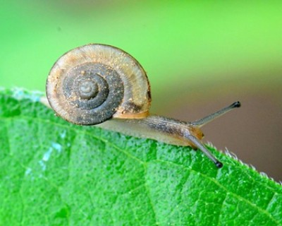 雨后有时会看到不少蜗牛爬到水泥墙上是在做什么，蚂蚁庄园今日答案