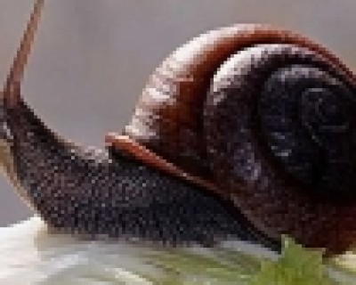 蜗牛吃什么食物（蜗牛的生活习性介绍）