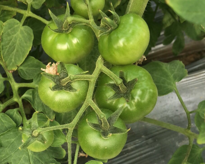 小番茄种植（种番茄，掌握3个技巧，番茄果型好）